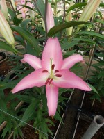 [5239 Marrero No02.JPG]